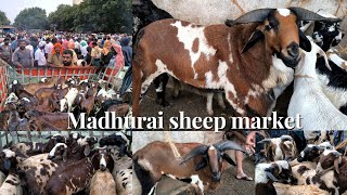 Tirumangalam Every Friday Market | Special in Vembur Sheep's