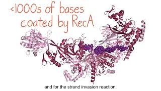 【MIT麻省理工学院】分子生物学第一部分：DNA复制与修复 P11216 7ProteinsofHomologousRecombination RecA07 15 21817986