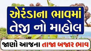 Arenda na bhav| 26/01/2025 | આજના બજાર ભાવ | એરંડા નો ભાવ | commodity Trend #Arendanabhav