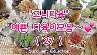 [고니다육] 예쁜 #다육이모음 (27) #succulentcollection #succulent