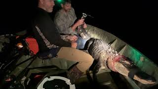 Tagged out Florida gator hunt in 4K!