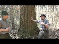 🌲baumgiganten douglasie der baum der zukunft teil 1 wildaufwald