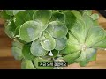 웃자란 비취후리데다육이 합식하기 적심한 다육이들도 함께 합식해줬어요 succulents