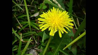 たんぽぽのバッジ　♪さようならの朝にはたんぽぽの花の　高木あきこ作詞・氏家晋也作曲