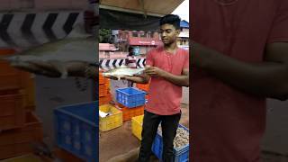 | குட்டி பால் சுறா மீன் | small size shark fish |