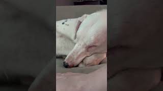 How to Wake a Blind \u0026 Deaf Dog