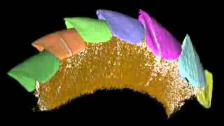 Missing Link Found, Kulindroplax: Incredible Ancient Creature Rewrites History