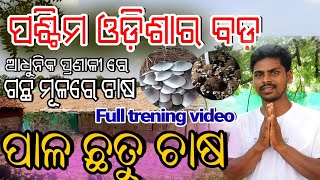 ପାଳ ଛତୁ ଚାଷ ପଶ୍ଚିମ ଓଡ଼ିଶାର ବଡ଼ farm//Paddy Straw Mushroom farming//Western Odisha farming 2021