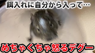 勝手に餌入れに入って怒るデグーが可愛すぎる件ww