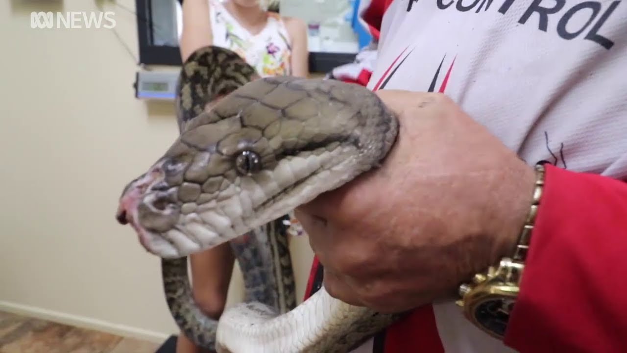 Scrub Python Abc News Youtube