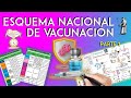 Esquema de Vacunación Mexicano Actualizado (Vacunas Parte1) - MedicMaps - Repaso ENARM