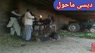 village life in pakistan || patte kutrny || village life morning vlog ||