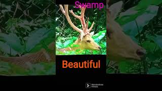 #Singha# Barasingha#Swamp,Spotted Deer#you tube  shorts#Shorts#Channel Children  Enjoy Krish-2