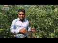 চেরি টমেটো চাষ পদ্ধতি । how to cultivate cherry tomato । ইতালির চেরি টমেটো চাষ। চেরি চাষের কিছু টিপস