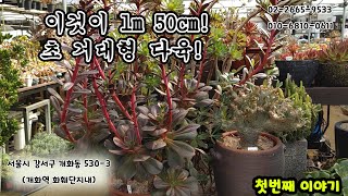 이것이 초 거대형 다육! 사람 키만한 다육이 있다?!(#多肉植物  #다육식물#succulent #거대 #다육#국민다육)