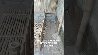 Persiapan kandang bebek petelur 25 ekor anti bau #ternak_bebek_petelur_dimasa_pandemi