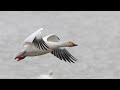 edwin b. forsythe nwr 12 15 2024 nature video