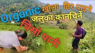 organic खोलाको कानचिर्ने, जलुका । बन पातको अर्गानिक चिजहरु खोजी खोजी खानु पर्छ ।