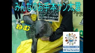 【アザラシ】みんなのお手本？サン太君（伊勢シーパラダイス／水族館）