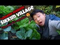 Organic Vegetables Farming in Sikkim 🥰