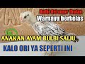 Anakan ayam bulbi ori umur satu bulan