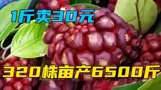 1亩种320株亩产6500斤，收购价30元1斤，一连收益8年，市场需求大【三农雷哥】