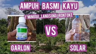 AMPUH BASMI KAYU, GARLON VS SOLAR 1 MINGGU LANGSUNG RONTOK