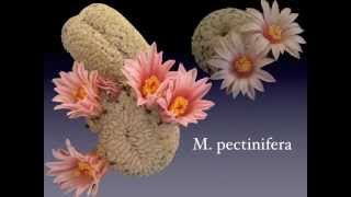 Cactus flowers - Our Mammillaria Collection.mov