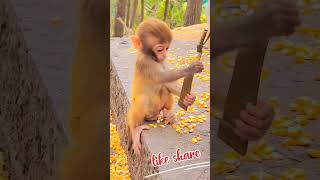 monkey enjoy funny short video #longoor #monkey #bandar #viral #live #funny #shorts