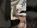 まるで人間のようなイビキで寝る犬inコタツ shorts bordercollie bordercolliepuppy ボーダーコリー ボーダーコリー子犬 いびき 犬 dog