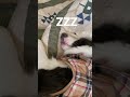 まるで人間のようなイビキで寝る犬inコタツ shorts bordercollie bordercolliepuppy ボーダーコリー ボーダーコリー子犬 いびき 犬 dog