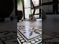 涼しげ ラグドール ラグドール男の子 アリー arie 猫好きさんと繋がりたい ねこ動画 猫 猫のいる暮らし 猫好き ねこかわいい 猫様 ペットモデル大募集 shorts