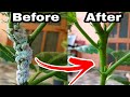 My Simple Top 3 secret solution of mealybugs treatment, Hibiscus plants care