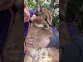 african caracal is so sweet