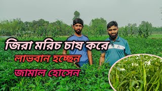 মরিচ চাষ, দেশি জাতের মরিচ জিরা, কেমন ফলন?#tepukuria_farmers_hub #smart#agriculture