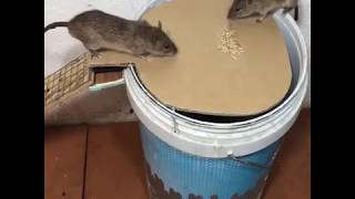 The Easiest Method of Catching Mice/මීයො අල්ලන හොඳම විදිහ (පණ පිටින්) - Subscribe