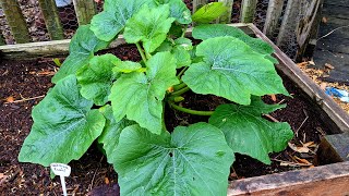 April Garden - What's Growing at Deep South Texas