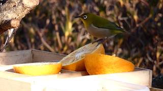 【今日🍏餌台に来た鳥】★2020.1.30★　メジロ　Japanese White-eye　ミカンが大好き