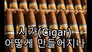 시가(cigar)는 어떻게 만들어지는가? 쿠바시가 제작 과정