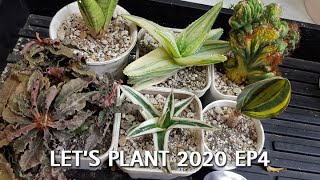 Let's Plant 2020 EP4