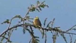 Yellowhammer song