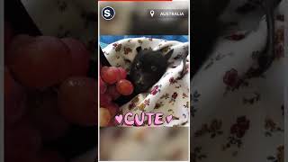 Rescue Bat Loves His First Time Eating Grapes