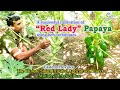 A Successful Cultivation of “Red Lady” Papaya using new techniques