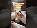 T-Minus 4 days until graduation day for these broiler #chickens #homestead #farm #food #diy