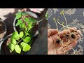 How to grow Moringa seeds / Moringa plant /drumstick plant / sidzzz