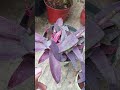 how to care tradescantia pallida and purple heart plant tips 😍