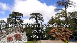 how to grow Atlas Cedar from the seeds? - Part 1-