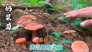 国庆假期和老哥山上采菌去捡都捡不完收获满满