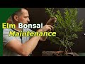 Elm Bonsai Beginners Guide (Pruning, Unwiring and Scar-care)