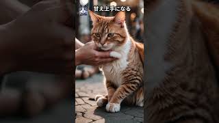 【2024最新版】たくさん話しかけられて育った猫が見せる特徴5選#cat #未知なるキャット#catbehavior#未知なるキャット#雑学#キャット #catcare #pettingcat #ねこ